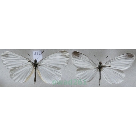 Leptidea sinapis (Linnaeus, 1758) pair Wietek gorczycznik Czech41f